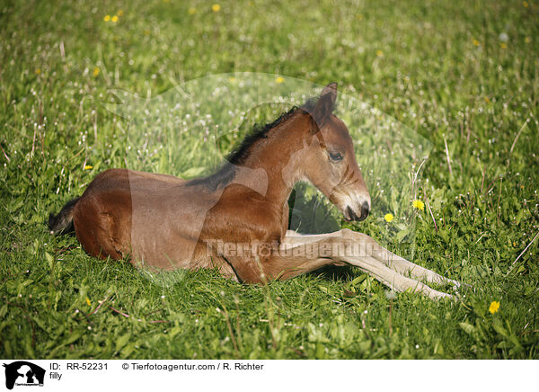 Stutfohlen / filly / RR-52231