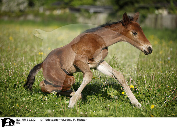 Stutfohlen / filly / RR-52232