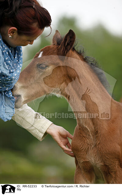 Stutfohlen / filly / RR-52233