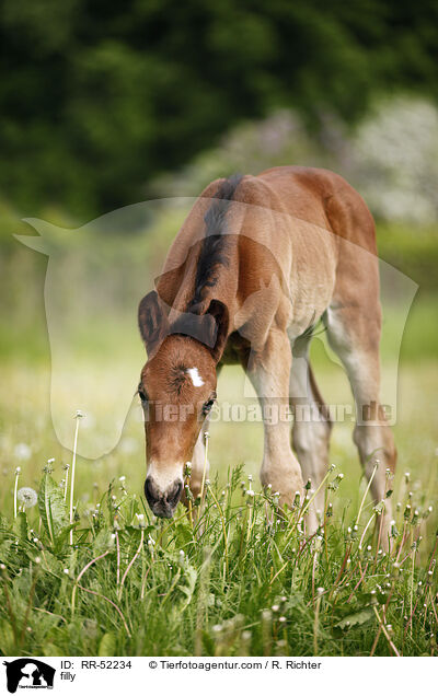Stutfohlen / filly / RR-52234