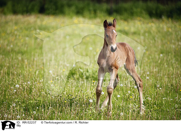 Stutfohlen / filly / RR-52237