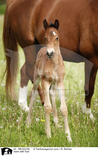 Stute mit Fohlen / mare with foal / RR-52239