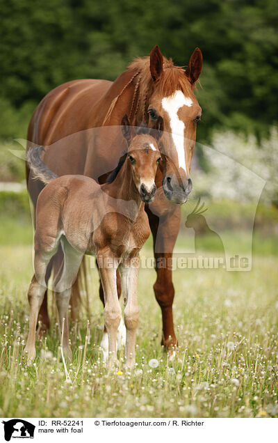 Stute mit Fohlen / mare with foal / RR-52241