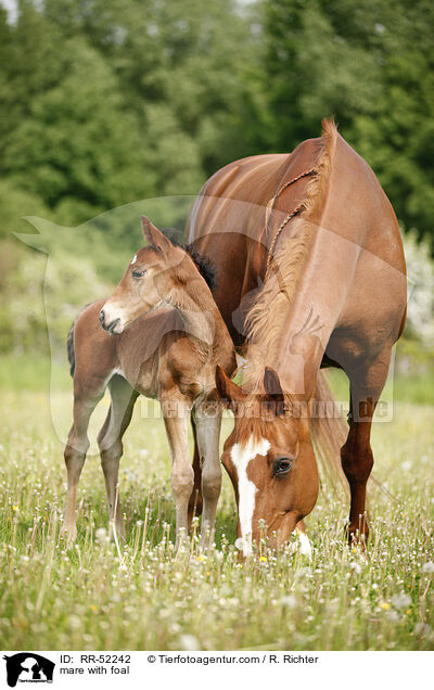 Stute mit Fohlen / mare with foal / RR-52242