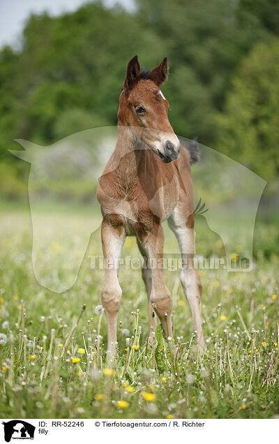 Stutfohlen / filly / RR-52246