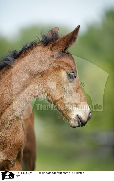 Stutfohlen / filly / RR-52249