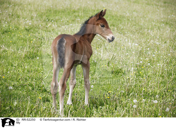 Stutfohlen / filly / RR-52250