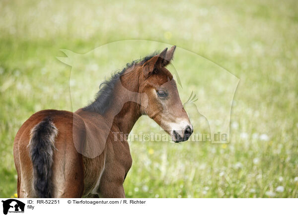 Stutfohlen / filly / RR-52251