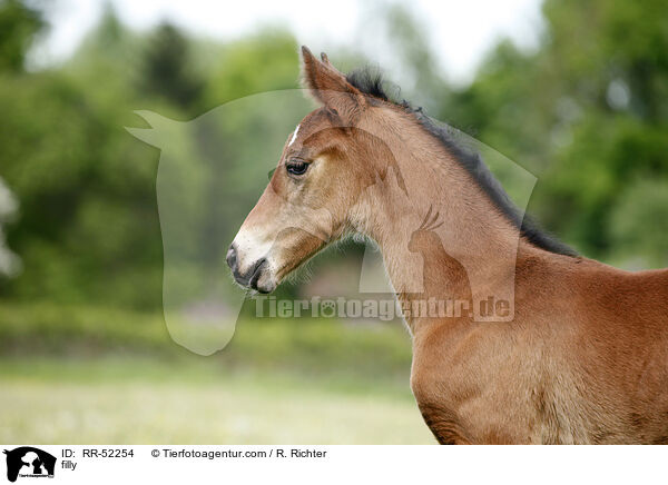 Stutfohlen / filly / RR-52254