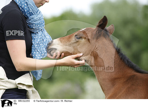 Stutfohlen / filly / RR-52255