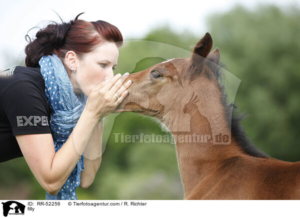 Stutfohlen / filly / RR-52256