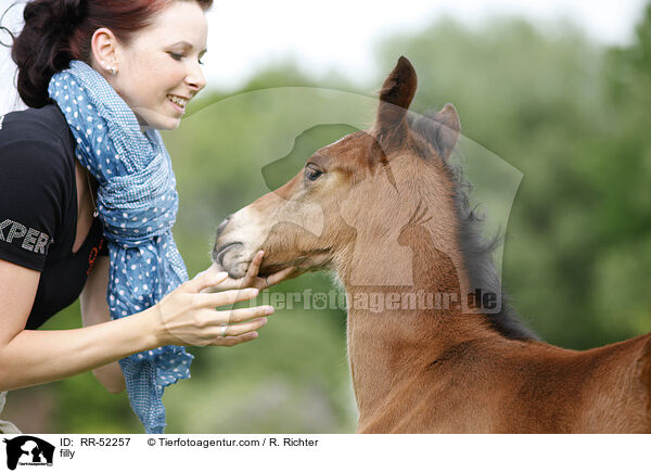 Stutfohlen / filly / RR-52257