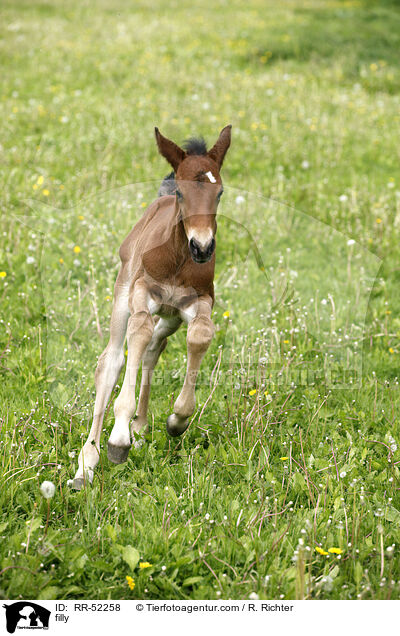 Stutfohlen / filly / RR-52258