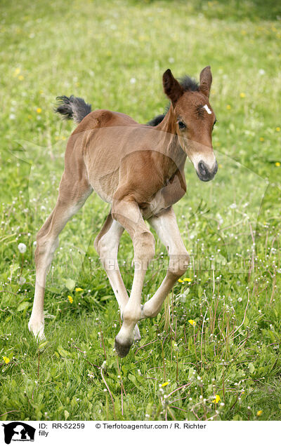 Stutfohlen / filly / RR-52259