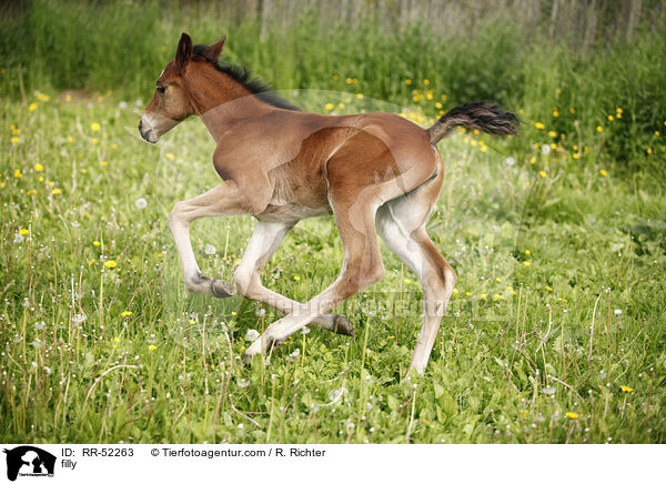 Stutfohlen / filly / RR-52263