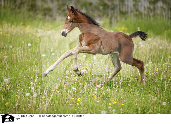 filly / RR-52264