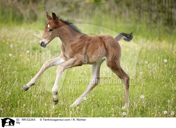 Stutfohlen / filly / RR-52265