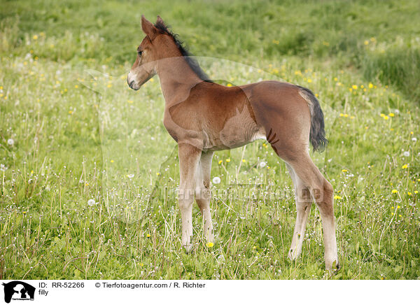 Stutfohlen / filly / RR-52266