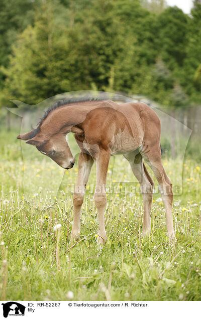 Stutfohlen / filly / RR-52267