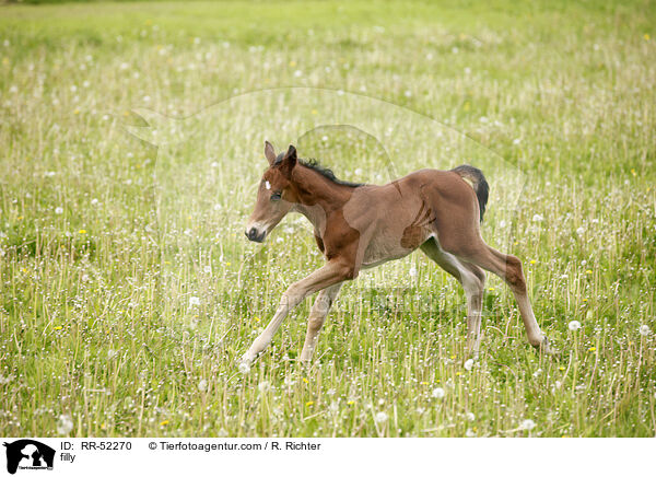 Stutfohlen / filly / RR-52270