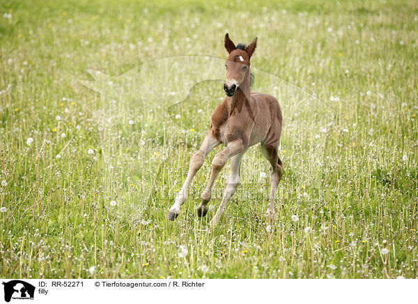 Stutfohlen / filly / RR-52271
