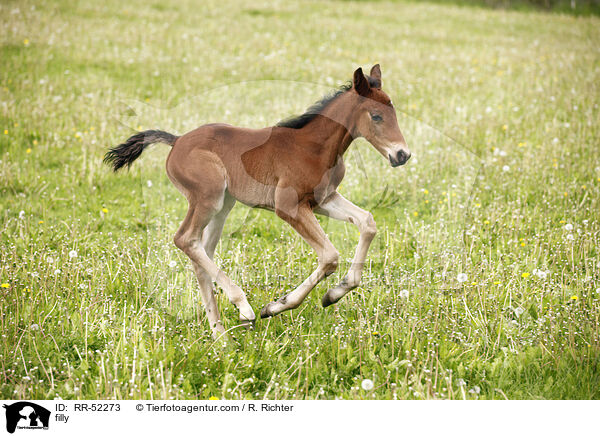 Stutfohlen / filly / RR-52273