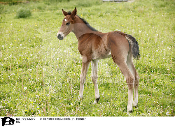 Stutfohlen / filly / RR-52279