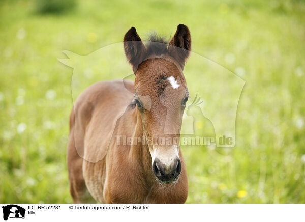 Stutfohlen / filly / RR-52281