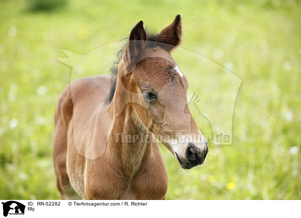 Stutfohlen / filly / RR-52282