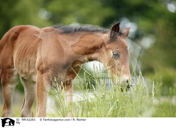 Stutfohlen / filly / RR-52283