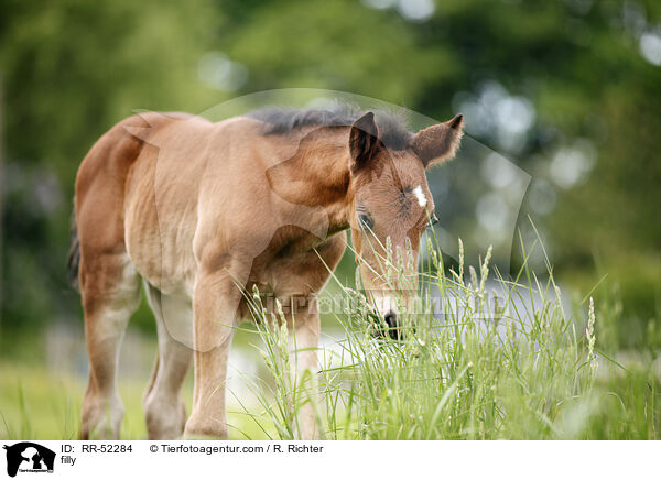 Stutfohlen / filly / RR-52284