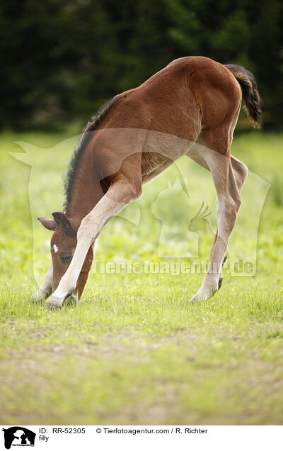 Stutfohlen / filly / RR-52305