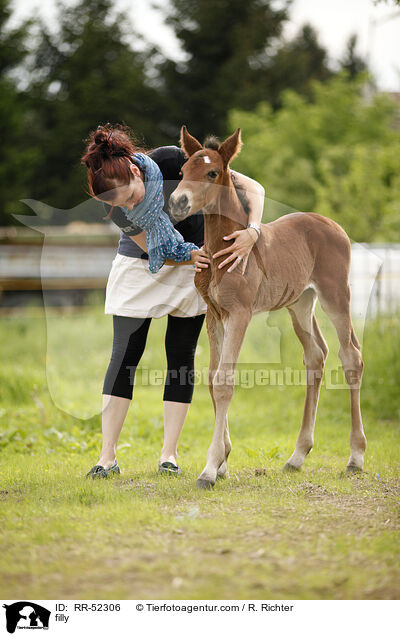 Stutfohlen / filly / RR-52306