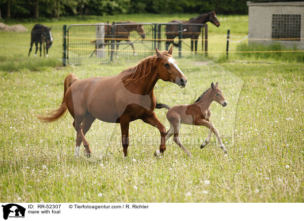 Stute mit Fohlen / mare with foal / RR-52307