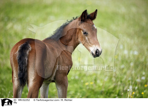 Stutfohlen / filly / RR-52252