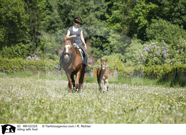 Ausritt mit Fohlen bei Fu / riding with foal / RR-52325