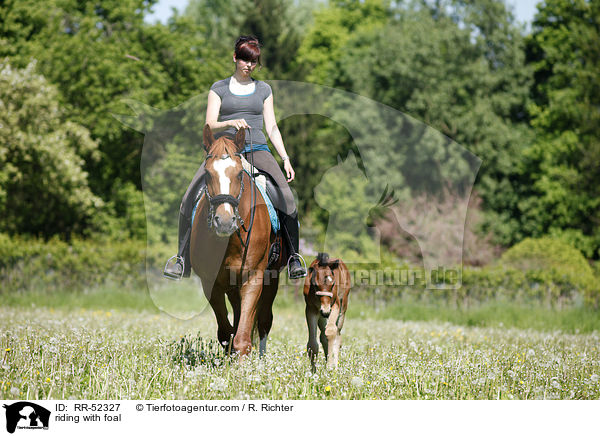 Ausritt mit Fohlen bei Fu / riding with foal / RR-52327