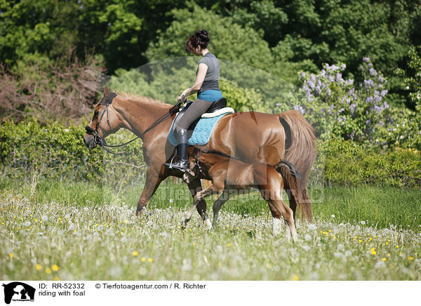 Ausritt mit Fohlen bei Fu / riding with foal / RR-52332