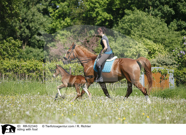 Ausritt mit Fohlen bei Fu / riding with foal / RR-52340