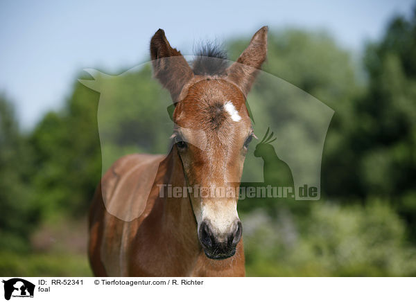 Fohlen / foal / RR-52341