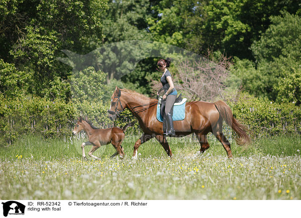Ausritt mit Fohlen bei Fu / riding with foal / RR-52342