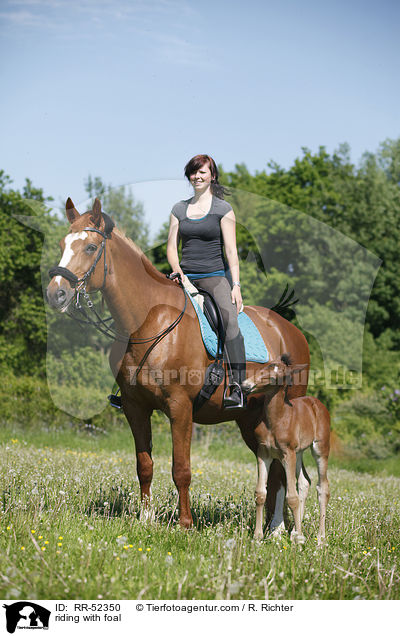 Ausritt mit Fohlen bei Fu / riding with foal / RR-52350