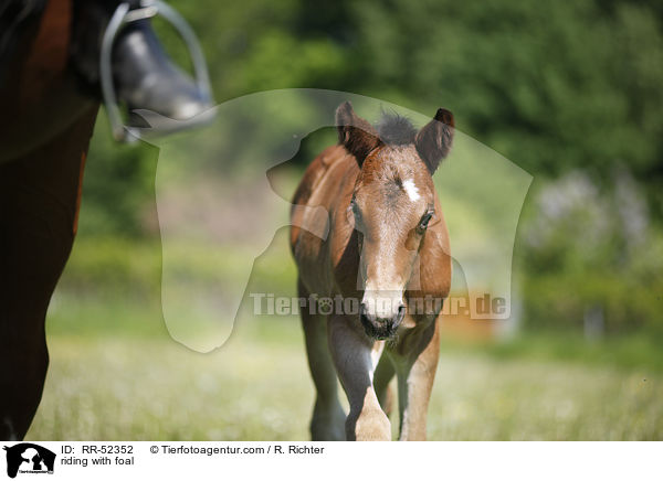 Ausritt mit Fohlen bei Fu / riding with foal / RR-52352