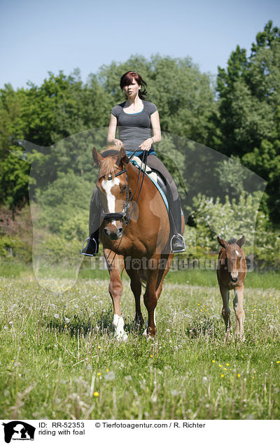 Ausritt mit Fohlen bei Fu / riding with foal / RR-52353