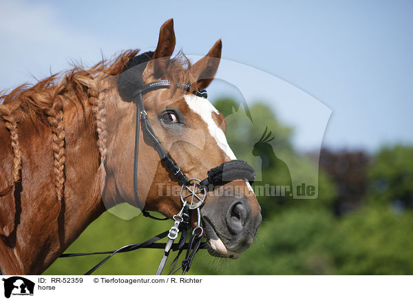 Deutsches Sportpferd / horse / RR-52359