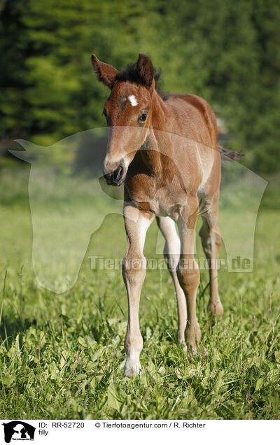 filly / RR-52720