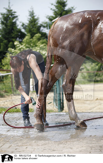 Pferd wird gewaschen / horse takes shower / RR-52734