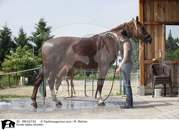 Pferd wird gewaschen / horse takes shower / RR-52735