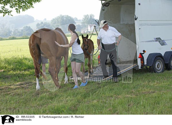 Deutsche Sportpferde / warmbloods / RR-53305