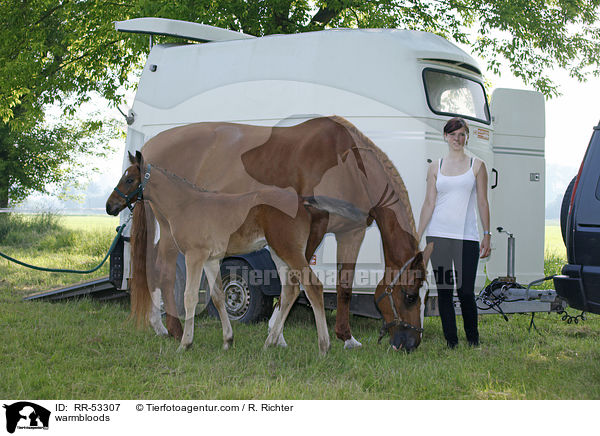 Deutsche Sportpferde / warmbloods / RR-53307